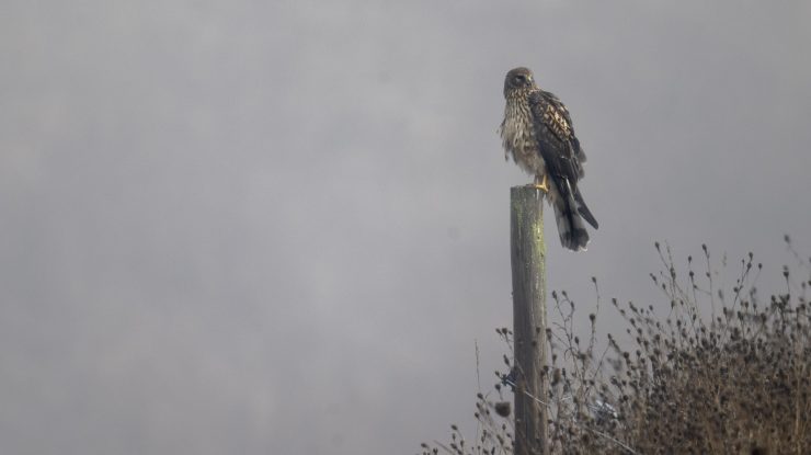 METEO. Cod galben de ceaţă în zone din 7 judeţe, luni dimineaţa
