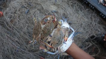 Miliarde de crabi de zăpadă au dispărut din apele din jurul Alaskăi. Oamenii de știință spun că nu pescuitul excesiv este cauza