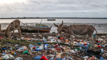 Gospodăriile din UE au irosit 70 kg de alimente pe persoană în 2020 - Eurostat