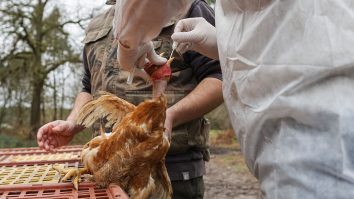 Bulgarii vor sacrifica aproximativ 20.000 de găini pentru a limita răspândirea gripei aviare