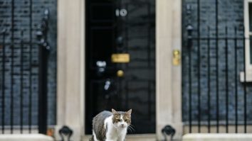 VIDEO. Pisica Larry a izgonit o vulpe de la reședința premierului britanic. Imaginile au devenit virale