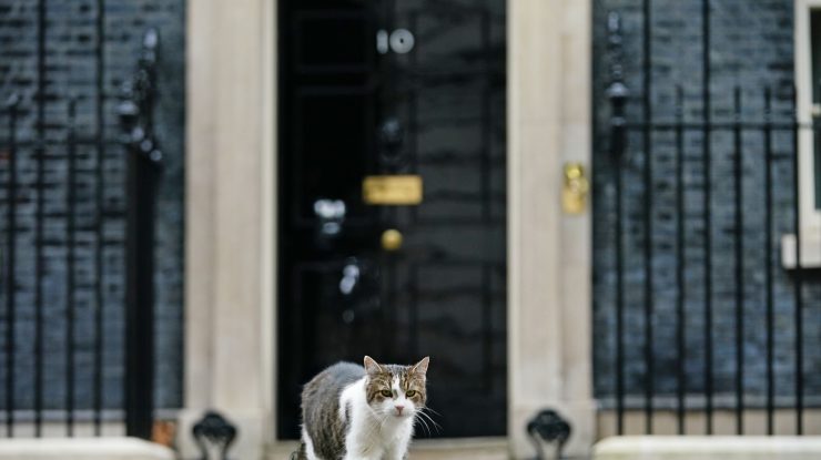 VIDEO. Pisica Larry a izgonit o vulpe de la reședința premierului britanic. Imaginile au devenit virale