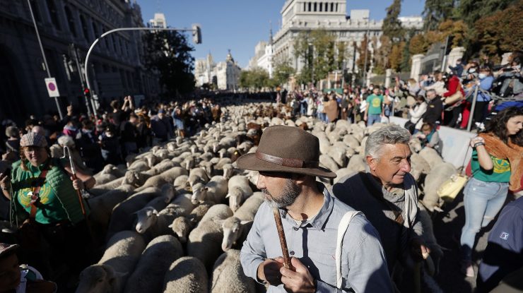 VIDEO. Apariție inedită pe străzile din Madrid. Oile au invadat străzile capitalei Spaniei