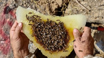 O femeie din SUA este acuzată că a atacat ofițerii de poliție cu un roi de albine