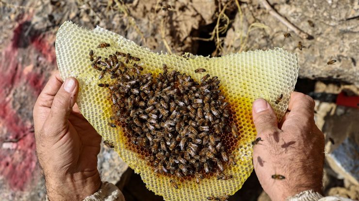 O femeie din SUA este acuzată că a atacat ofițerii de poliție cu un roi de albine
