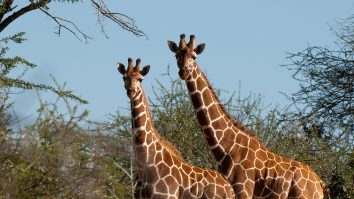 Un nou raport arată că populațiile de animale sălbatice au scăzut cu 69% din 1970