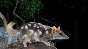 Australia va rezerva 30% din suprafața sa terestră pentru a proteja speciile pe cale de dispariție