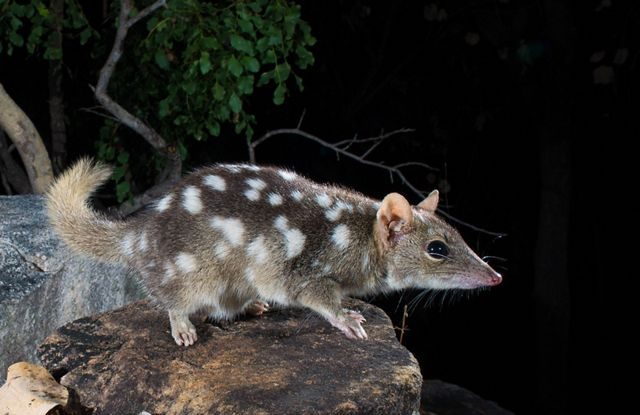 Australia va rezerva 30% din suprafața sa terestră pentru a proteja speciile pe cale de dispariție