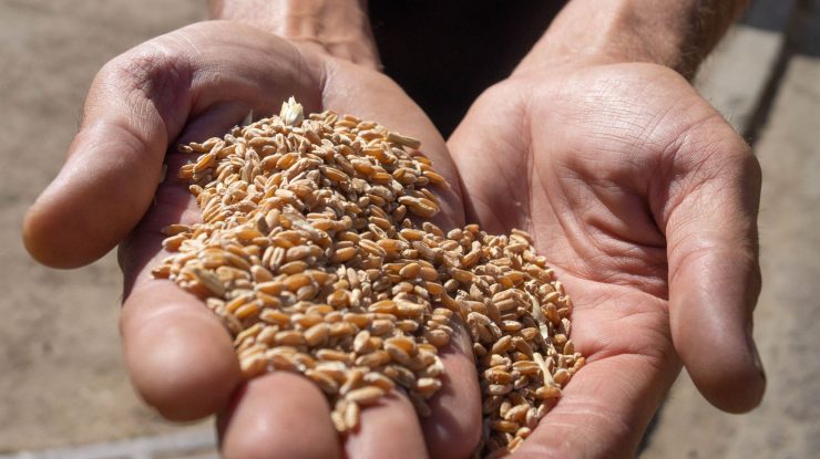 Cerealele ucrainene: Nicio mișcare duminică în Marea Neagră, confirmă JCC