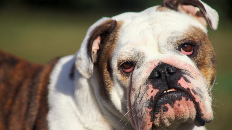 Bulldog