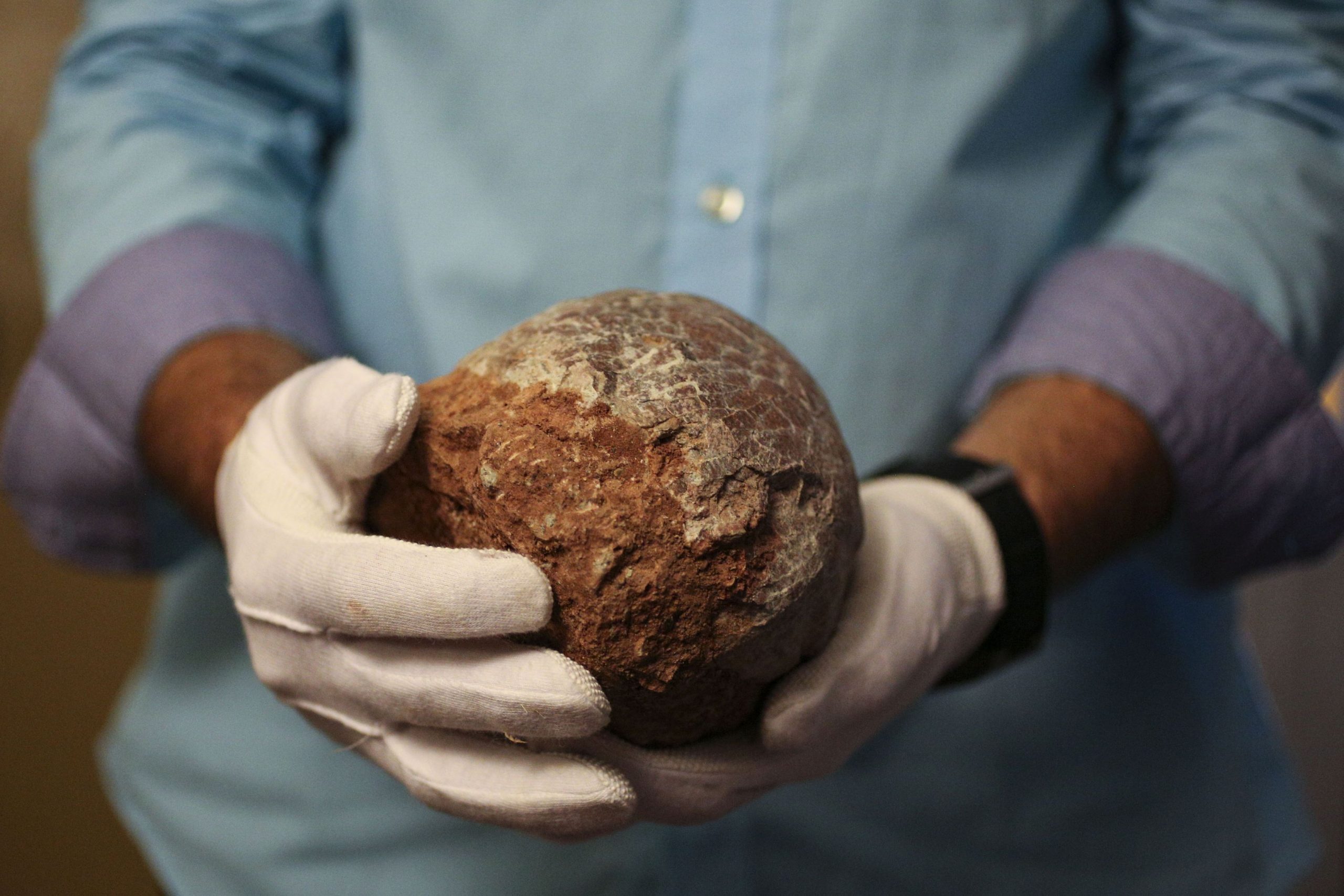 VIDEO. Relicve de ouă de dinozaur vechi de 80 de milioane de ani, descoperite în estul Chinei