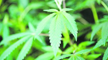 Germania intenționează să legalizeze consumul de canabis. Proiectul de reformă a fost făcut public