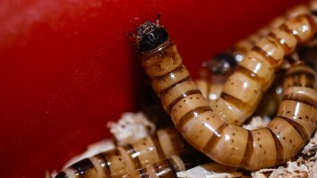 STUDIU. Enzimele din saliva viermilor de ceară pot descompune plasticul în câteva ore