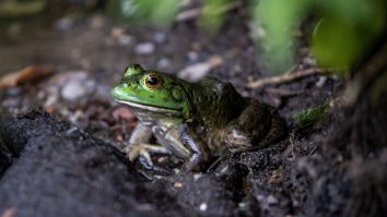 STUDIU. Misterul broaștelor negre de la Cernobîl