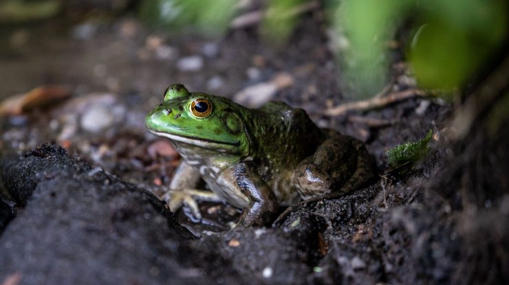 STUDIU. Misterul broaștelor negre de la Cernobîl