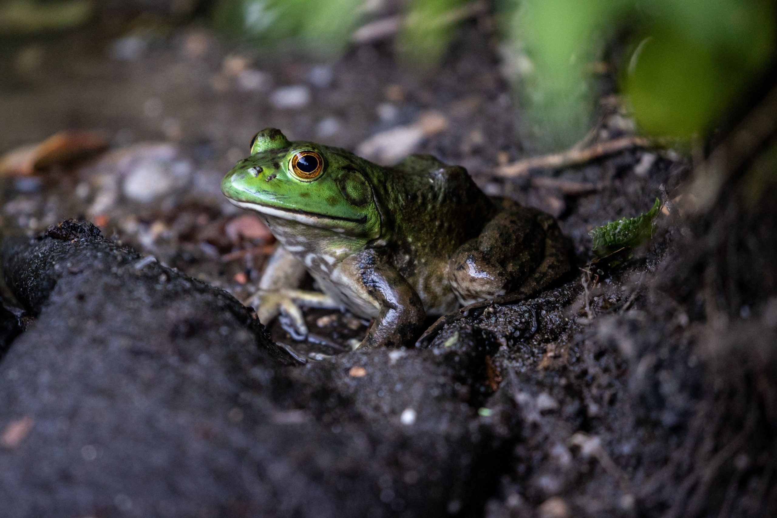 STUDIU. Misterul broaștelor negre de la Cernobîl