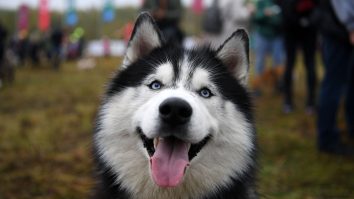 VIDEO. Faceți cunoștință cu Storm, câinele curajos care a salvat viețile a două pisici