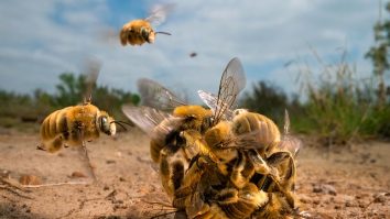 Inteligența albinelor îi uluiește pe oamenii de știință. Cum își învață albinele adulte puii să „danseze”