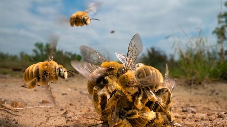 Fotograful anului în domeniul vieții sălbatice: „O minge” de albine este imaginea care câștigă premiul cel mare