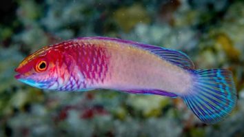 Descoperire uimitoare în adâncuri: peștele curcubeu care se naște femelă și devine mascul la maturitate