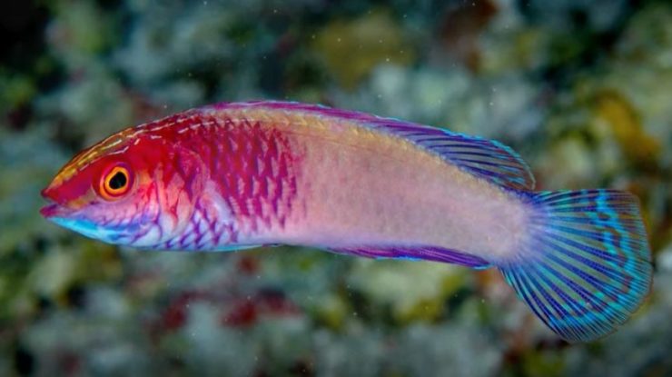 Descoperire uimitoare în adâncuri: peștele curcubeu care se naște femelă și devine mascul la maturitate