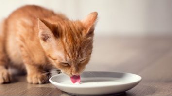 STUDIU. Este sigur pentru pisici să bea lapte? Cel de vacă poate determina o pisică să devină supraponderală