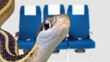 Panică în avion. Pasagerii au avut atacuri de panică după ce o reptilă periculoasă a fost văzută în timpul zborului