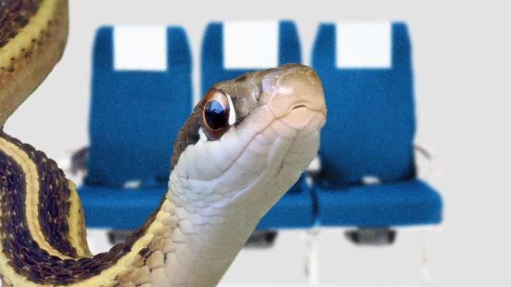 Panică în avion. Pasagerii au avut atacuri de panică după ce o reptilă periculoasă a fost văzută în timpul zborului