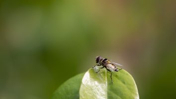 STUDIU. Mai mult de o treime din speciile de sirfide sunt amenințate cu dispariția în Europa