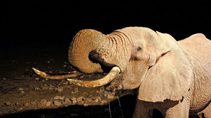 Dida, cea mai bătrână femelă elefant din Kenya, a murit