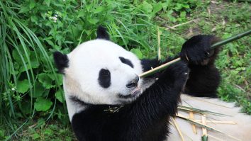 Taiwanul anunță moartea ursului panda oferit de China autorităților taiwaneze în 2008