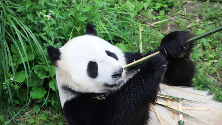 Taiwanul anunță moartea ursului panda oferit de China autorităților taiwaneze în 2008