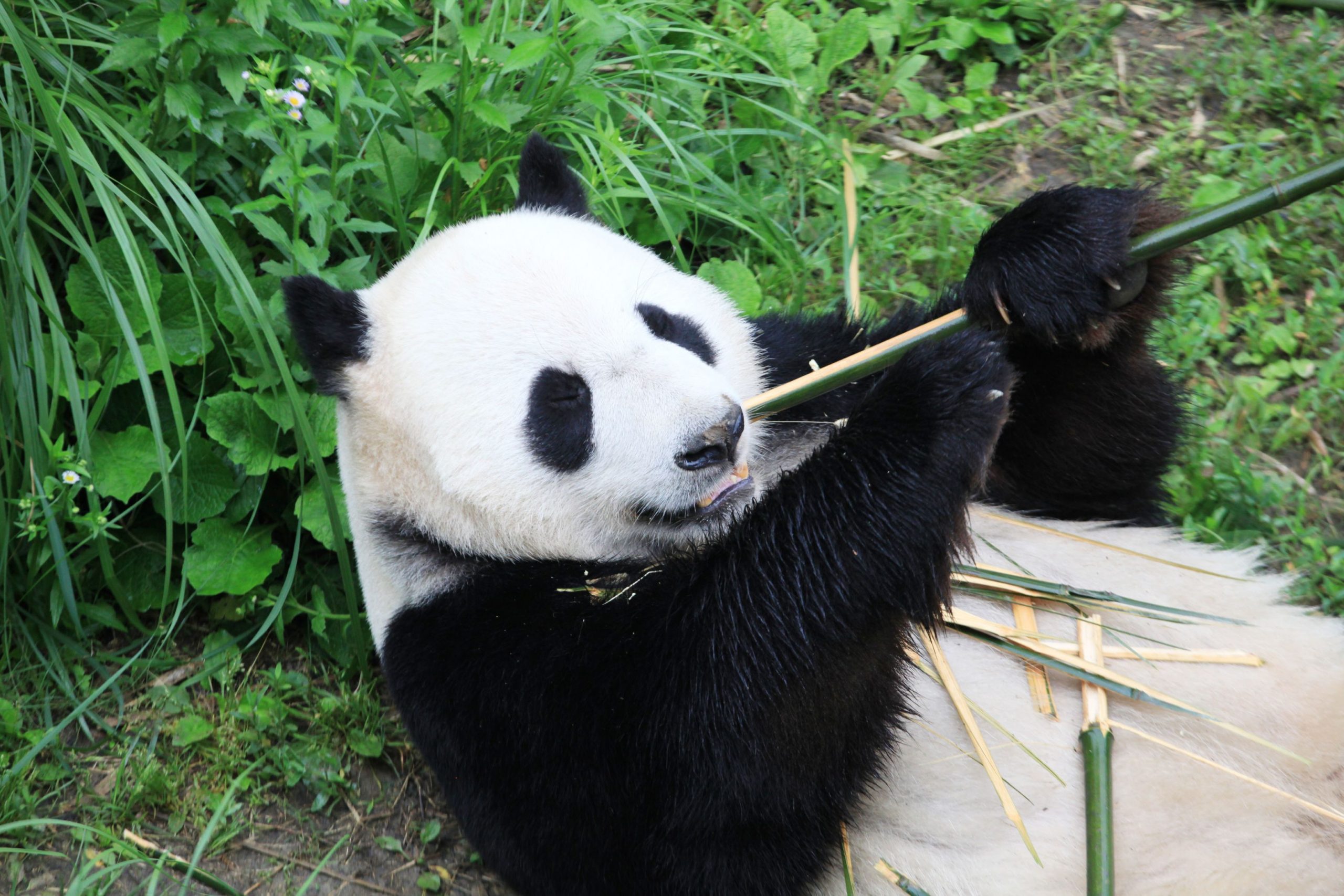 Taiwanul anunță moartea ursului panda oferit de China autorităților taiwaneze în 2008