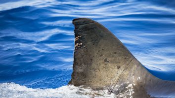 Supa de aripioare de rechin în centrul atenției la COP-19. Anual această industrie cauzează moartea a 100 de milioane de animale