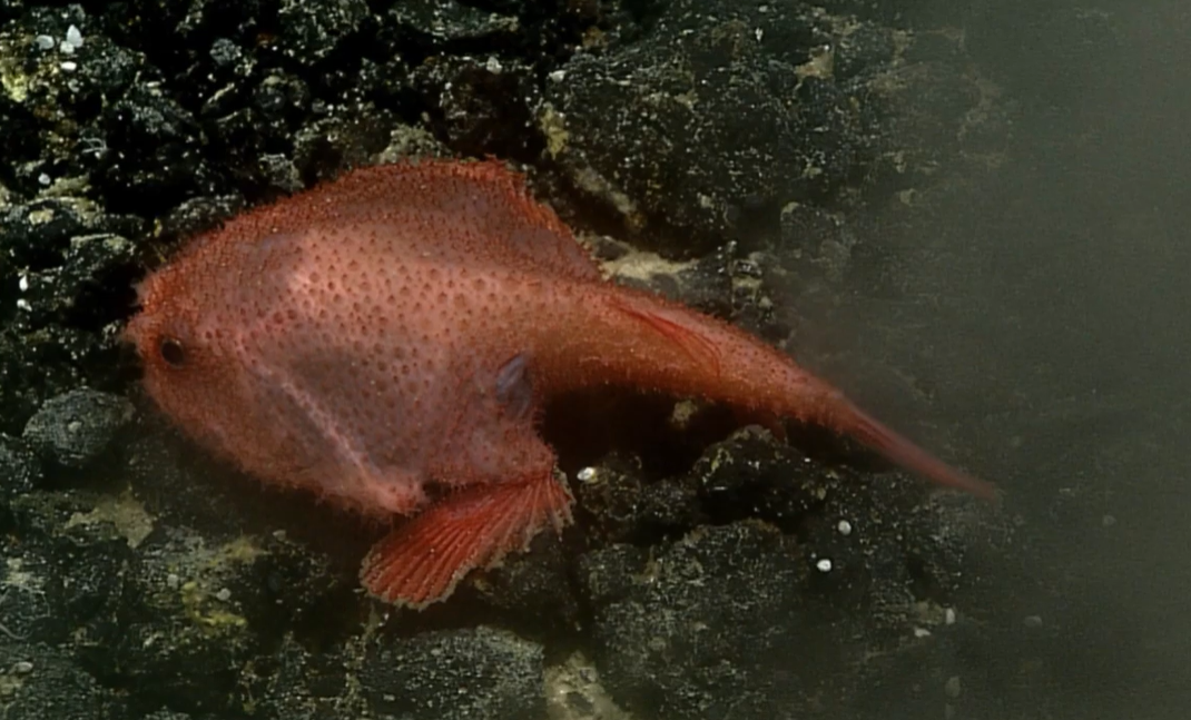 Creaturi bizare cu dinți ascuțiți ca briciul, descoperite pentru prima dată la mare adâncime în Oceanul Indian