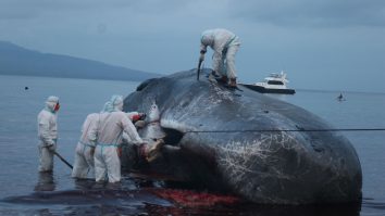 Cașalot găsit mort, cu 150 kg de unelte de pescuit în stomac. Nu s-a putut hrăni și a murit în chinuri de foame