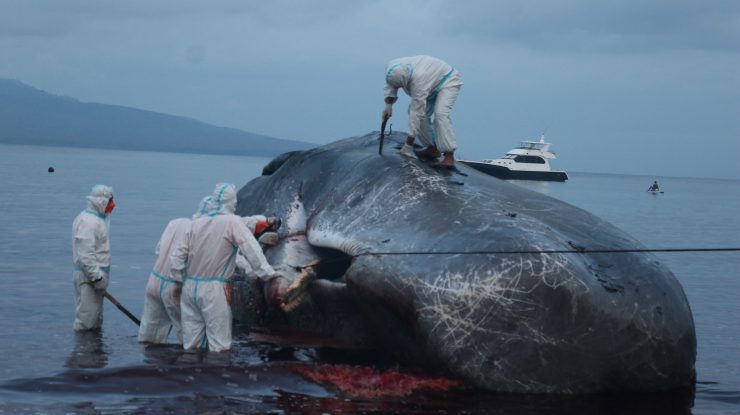 Cașalot găsit mort, cu 150 kg de unelte de pescuit în stomac. Nu s-a putut hrăni și a murit în chinuri de foame