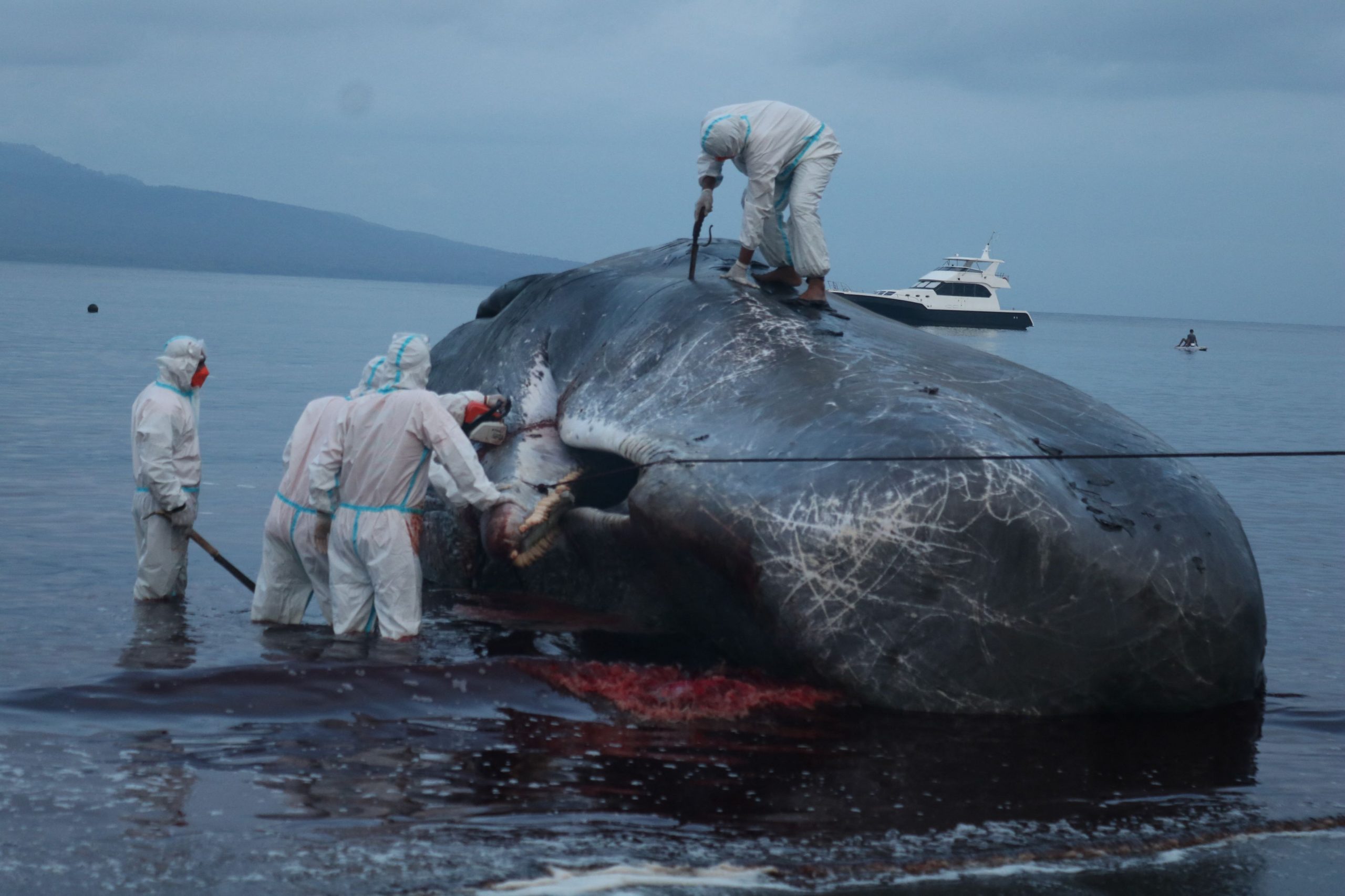 Cașalot găsit mort, cu 150 kg de unelte de pescuit în stomac. Nu s-a putut hrăni și a murit în chinuri de foame