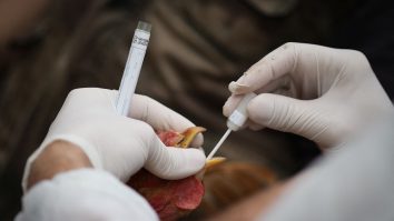 SUA: Peste 50 de milioane de păsări, ucise de gripa aviară în doar câteva luni