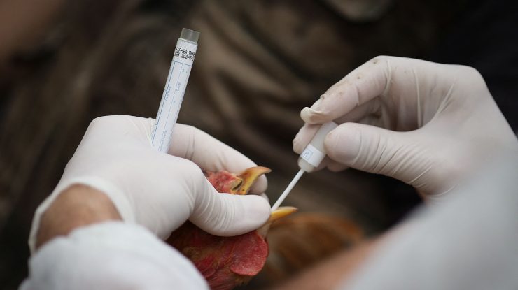 SUA: Peste 50 de milioane de păsări, ucise de gripa aviară în doar câteva luni