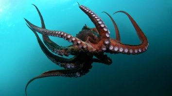 STUDIU. Oamenii și caracatițele au avut același strămoș asemănător unui vierme care a trăit acum 518 milioane de ani