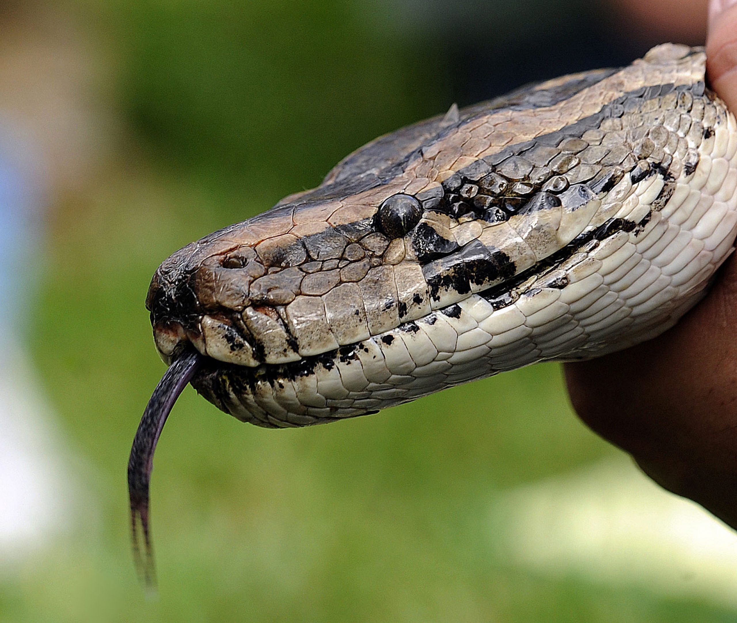 Un bunic din Australia s-a luptat cu pitonul care încerca să-i mănânce nepotul de cinci ani