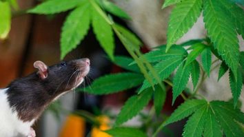 Poliția din India anunță că șobolanii au mâncat 200 kg de canabis confiscat