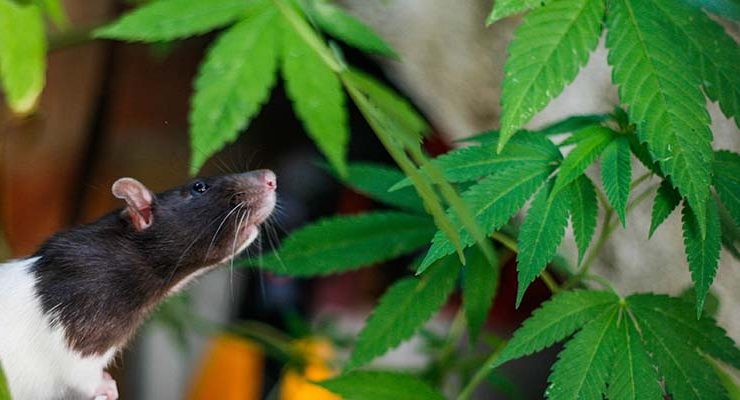 Poliția din India anunță că șobolanii au mâncat 200 kg de canabis confiscat