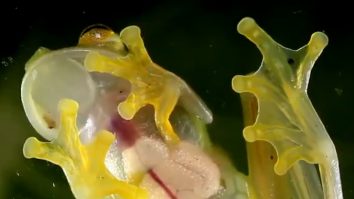 STUDIU. Broaştele de sticlă îşi ascund celulele roşii în ficat pentru a deveni transparente