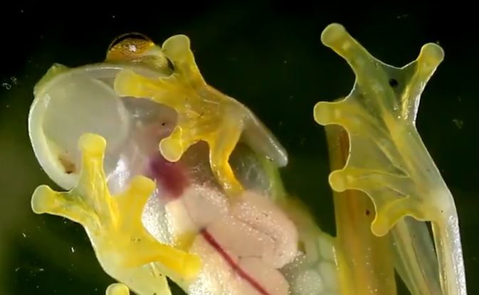 STUDIU. Broaştele de sticlă îşi ascund celulele roşii în ficat pentru a deveni transparente