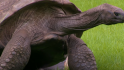 Cel mai bătrân animal terestru din lume - o broască țestoasă