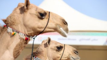 Cea mai frumoasă cămilă, aleasă în Qatar. Câți bani a primit proprietarul cămilei câștigătoare