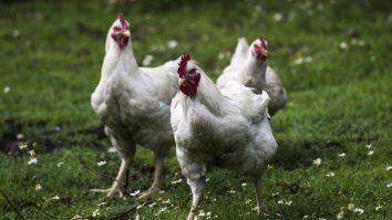 Gripa aviară: Epidemia se extinde, statul francez vrea să lanseze o primă campanie de vaccinare