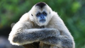 Cupa Mondială: Un gibon de la grădina zoologică din Zagreb prezice victoria Croației contra Argentinei